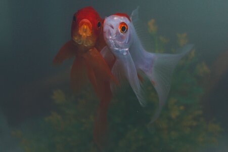 Underwater fish animal photo