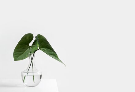 Vase plants leaves