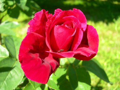 Red rose rose garden insect photo