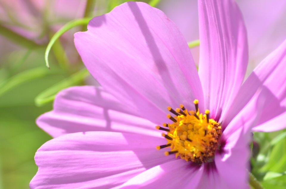 Cosmos flower nature