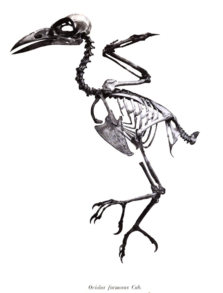 Oriolus formosus 25