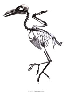 Oriolus formosus 25