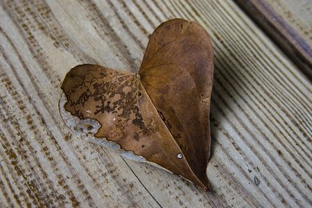 Autumn leaves heart shaped photo