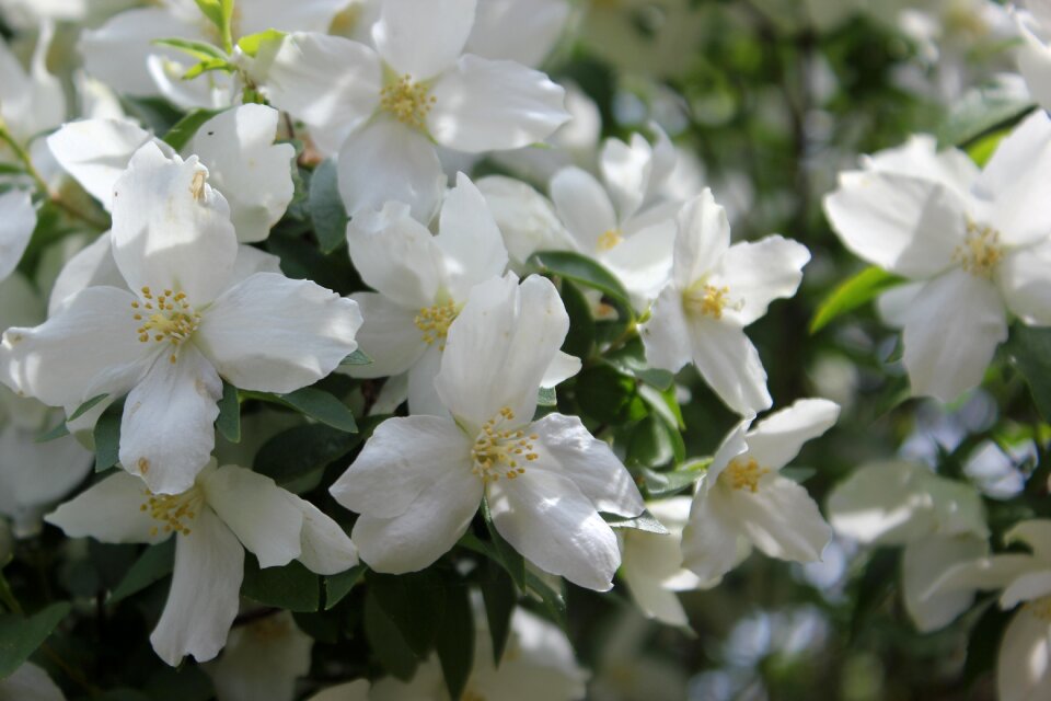 Nature leaf blossom