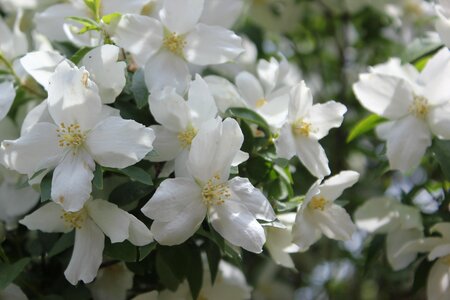 Nature leaf blossom