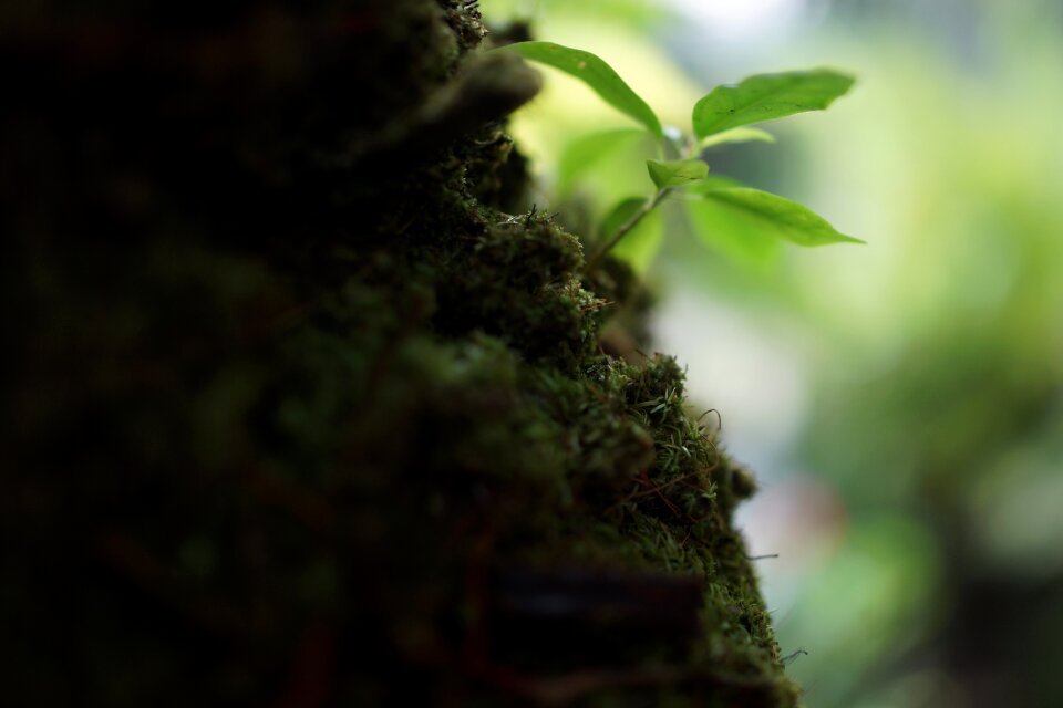 Spore-producing plant small flowerless plants tropical