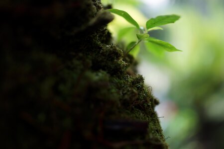 Spore-producing plant small flowerless plants tropical