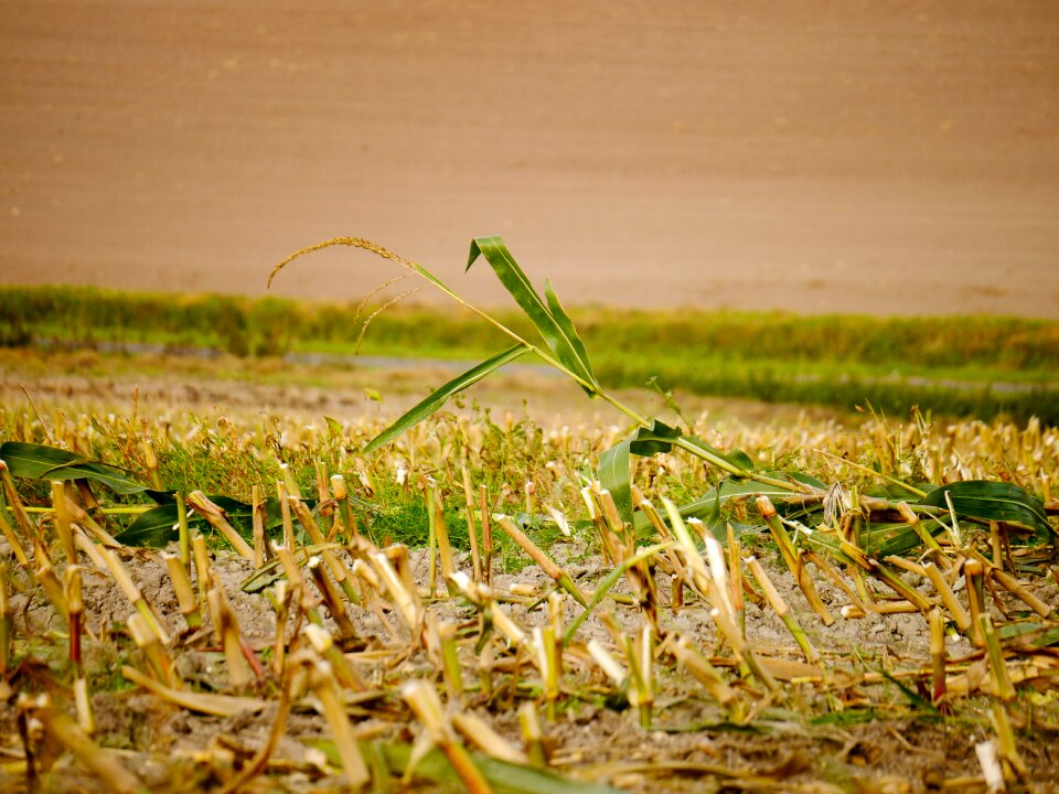 Harvested arable harvest