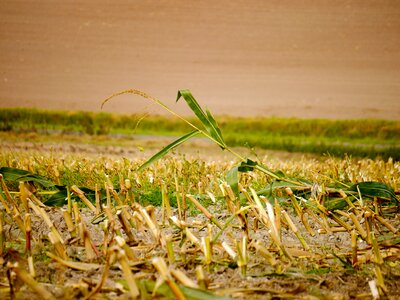 Harvested arable harvest photo