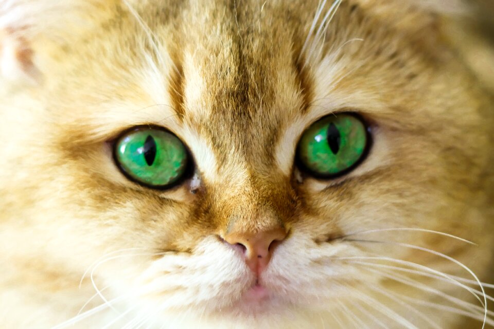 Fur a little fluffy