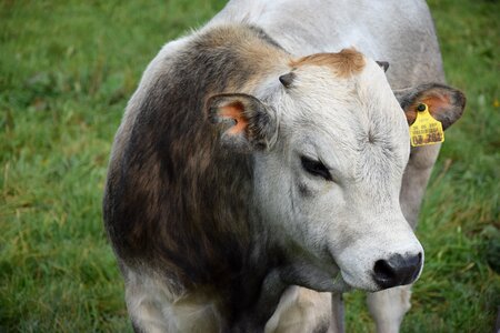 Bull agriculture bauer