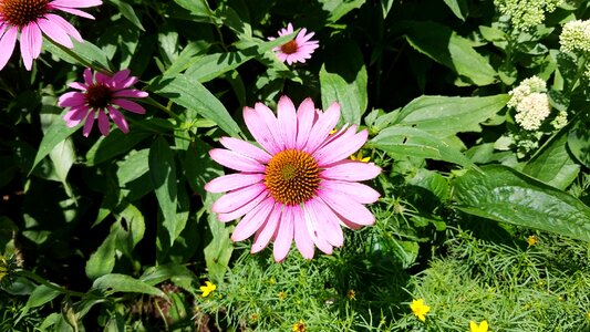 Purple coneflower echinacea purpurea ohio photo