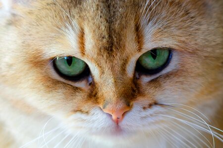 Fur animals mammals