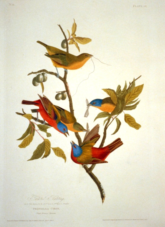Painted Bunting LCCN2002718970