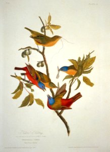 Painted Bunting LCCN2002718970