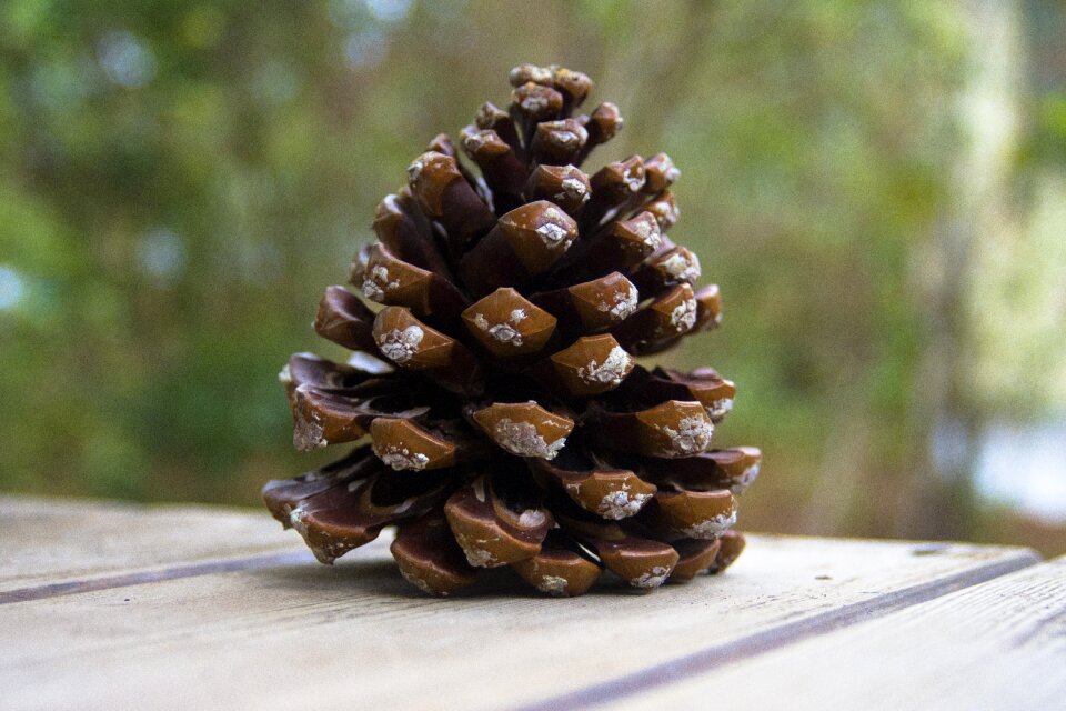 Nature decoration tree