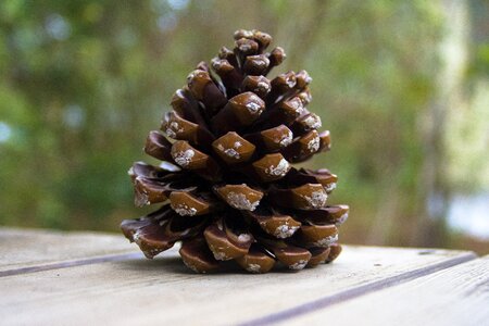 Nature decoration tree