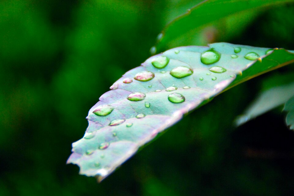 Green leaf plant environment