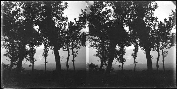 Paisatge d'una planura amb uns arbres a contrallum en primer terme