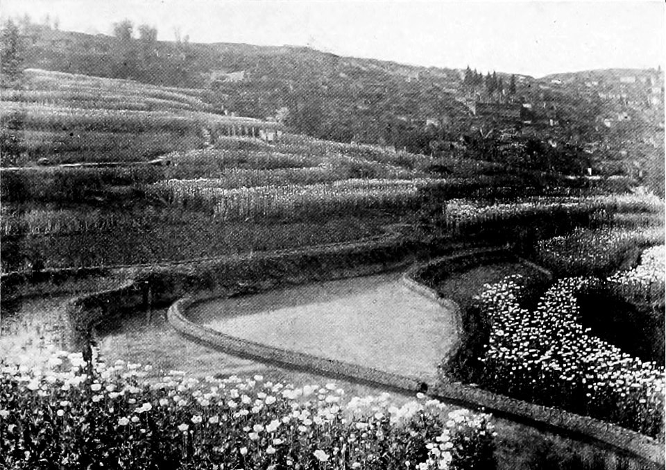 Opium Culture Encroaching on the Rice Lands, Sze Chuan