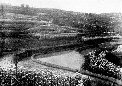 Opium Culture Encroaching on the Rice Lands, Sze Chuan
