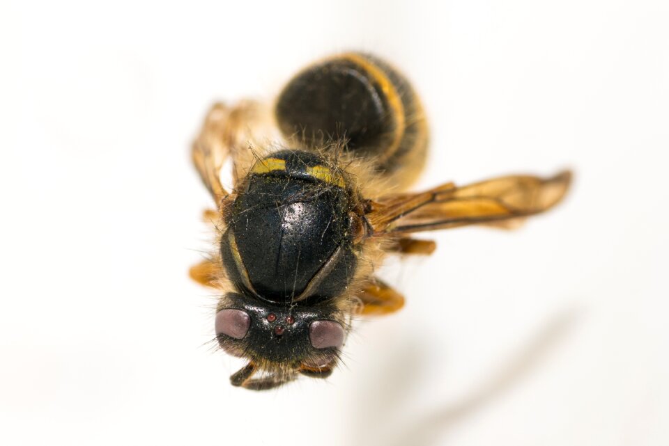 Insect bee close up photo