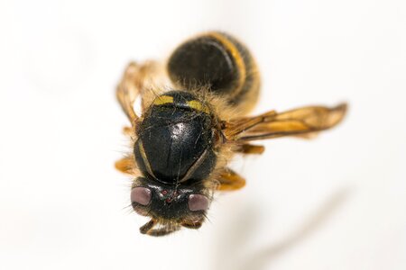 Insect bee close up photo