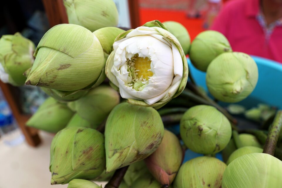 Vegetables market plant