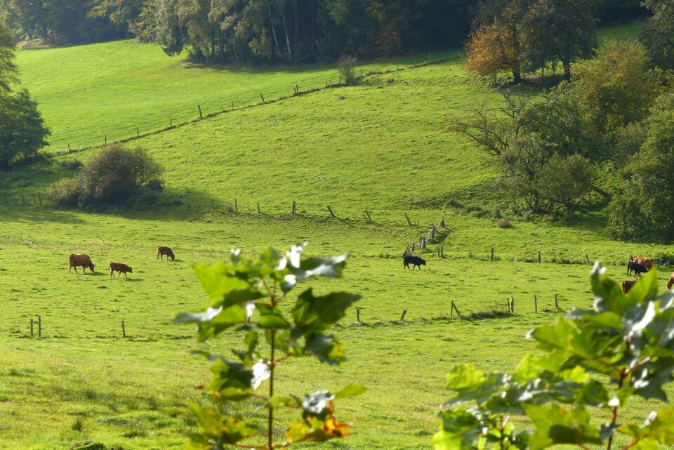 Pasture graze agriculture