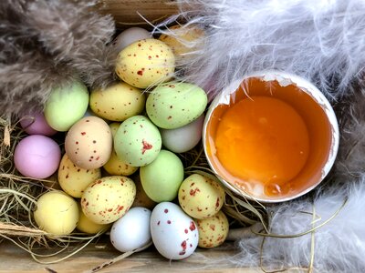 Easter egg egg lay eggs