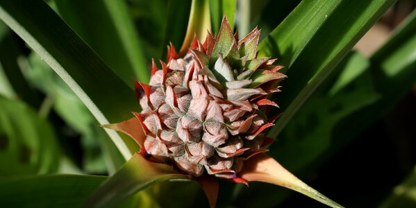 Ornamental pineapple colombia