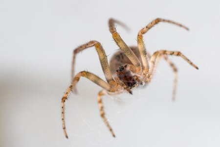 Close up eyes web