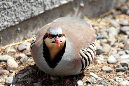 Living nature animals zoo photo