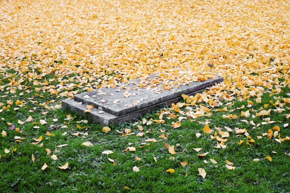 Autumn fall death