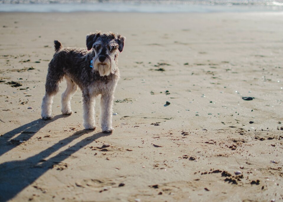 Sand veterinary dog