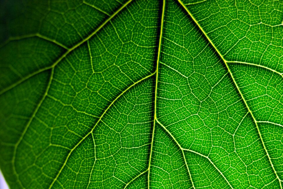 Plant nature natural