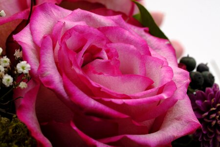 Rose rose bloom pink