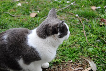 Wild life fur lawn