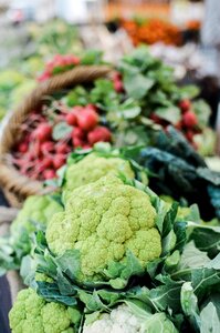 Grow cauliflower raw