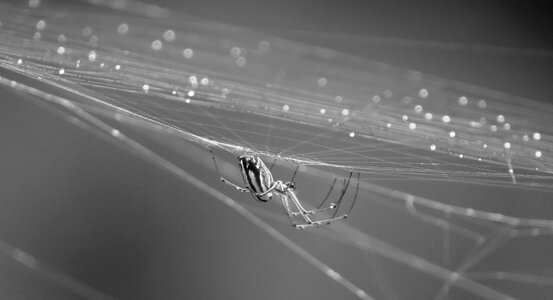Insect web arachnid