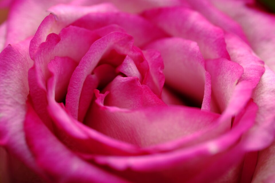 Rose rose bloom pink