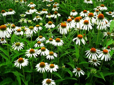 Nature plant floral