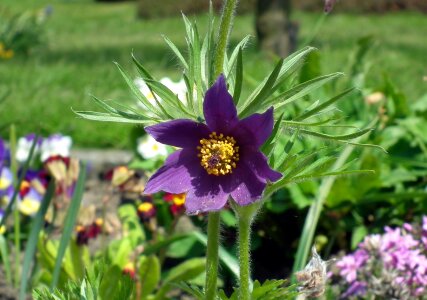 Garden plant blooming
