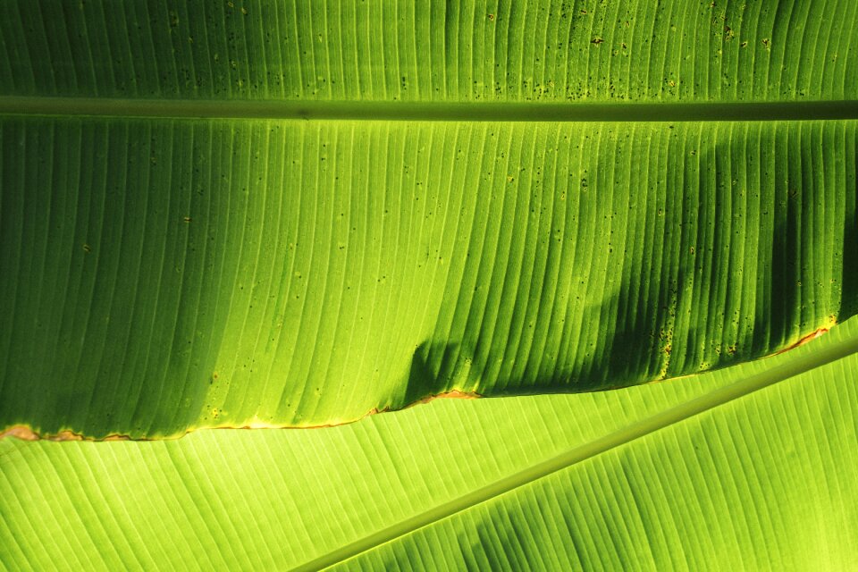 Leaves banana green banana