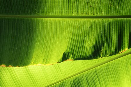 Leaves banana green banana