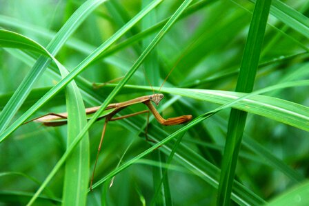 Green bug animal photo