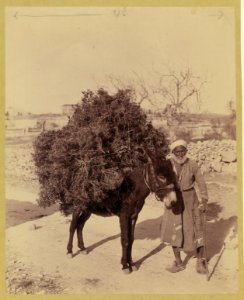 Palestine, transportation, donkey carrying load of roots and twigs for fuel LCCN2006691713