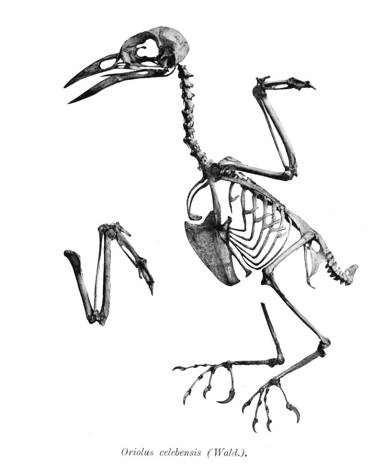 Oriolus celebensis 166