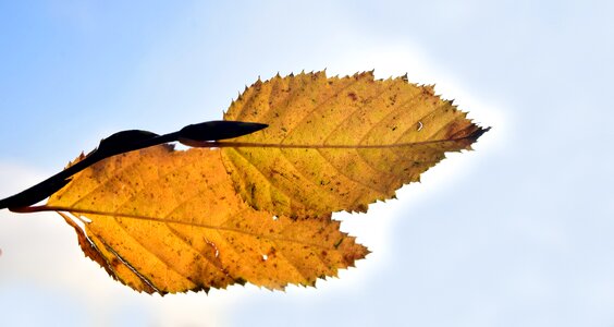Golden autumn leaves nature