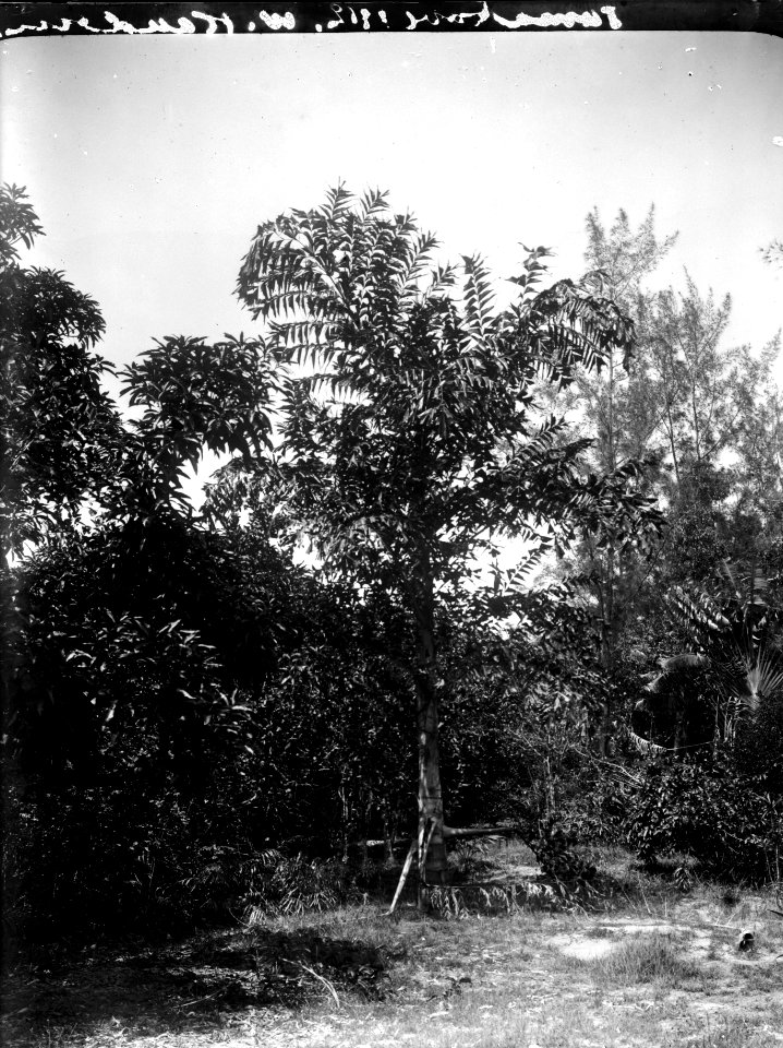Palm i engelska konsulatets trädgård. Tamatave. Madagaskar - SMVK - 021755